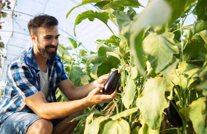 Ver­ti­ca­is Fer­mas e Ur­ban-Agro: Cultivando Alimentos na Cidade